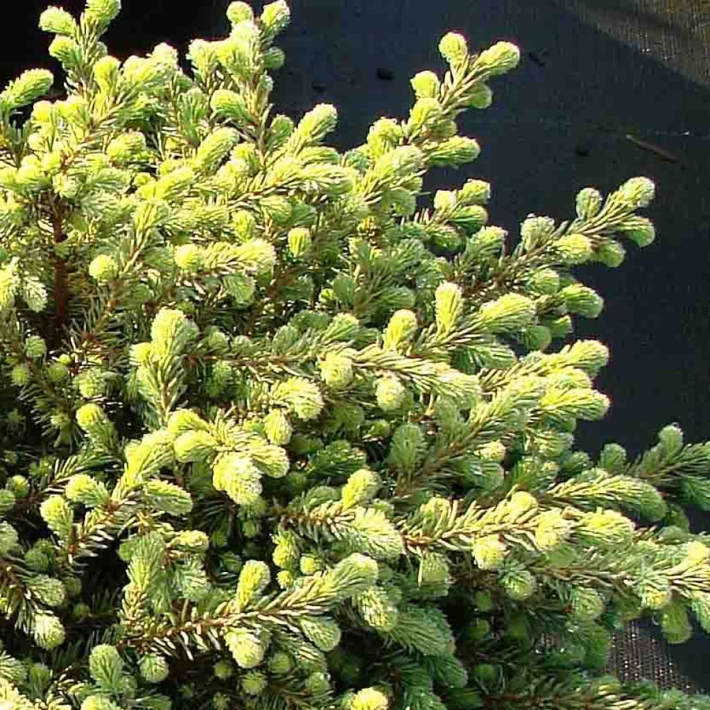 Picea mariana Nana - Epinette noire