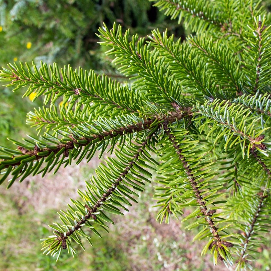Picea omorika - Serbian Spruce