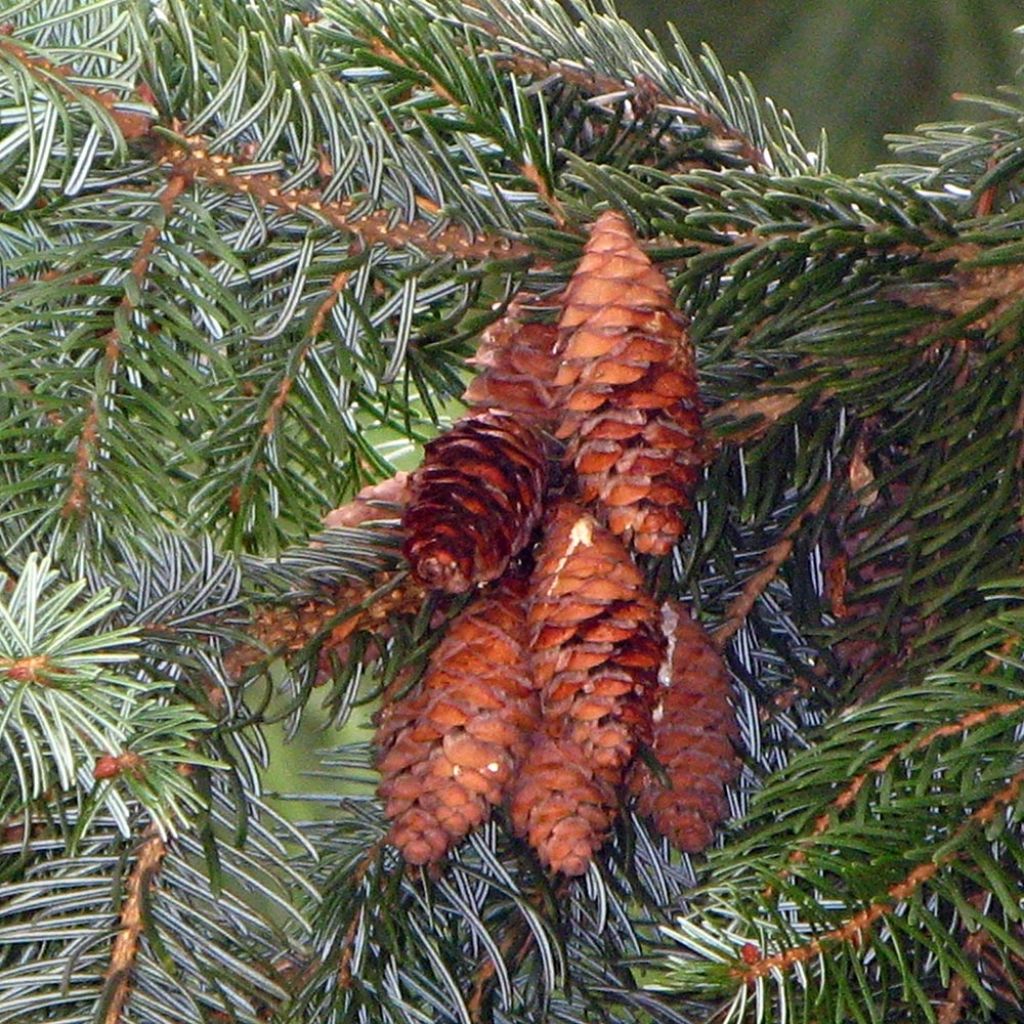 Picea omorika - Serbian Spruce