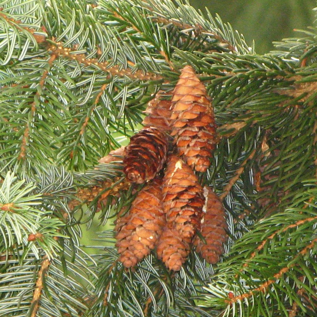 Picea omorika Nana - Serbian Spruce