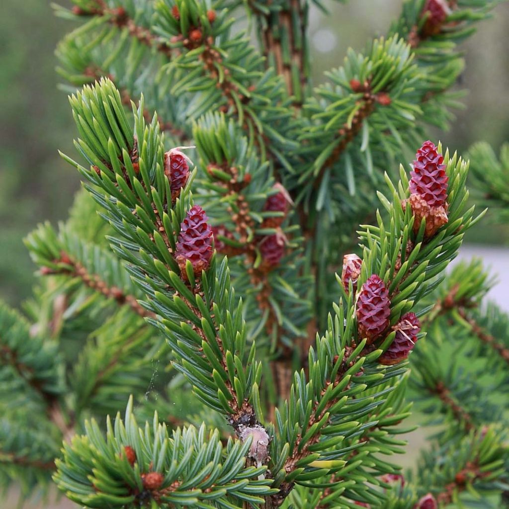 Picea omorika Nana - Serbian Spruce