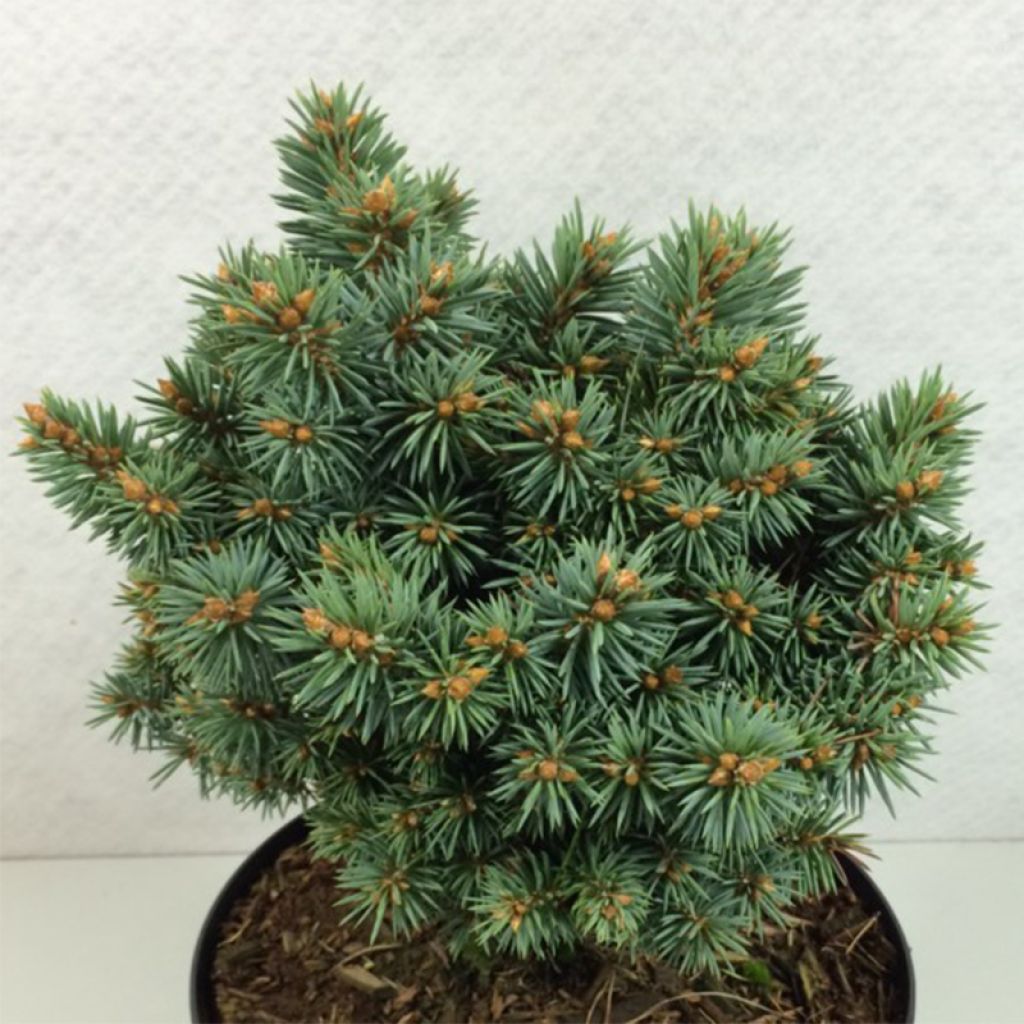 Picea pungens Brynek - Epicea bleu