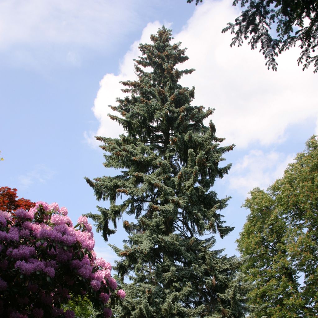 Picea pungens - Blue spruce