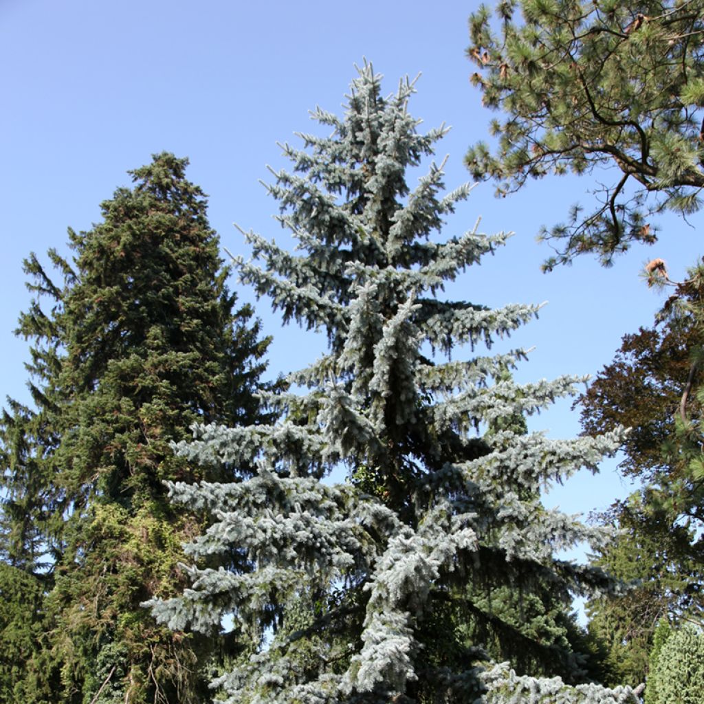 Picea pungens - Blue spruce