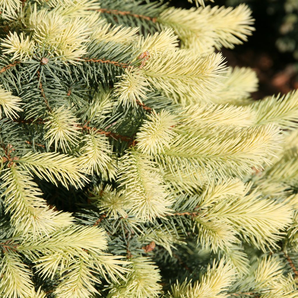 Picea pungens Jan Byczkowski - Blue spruce