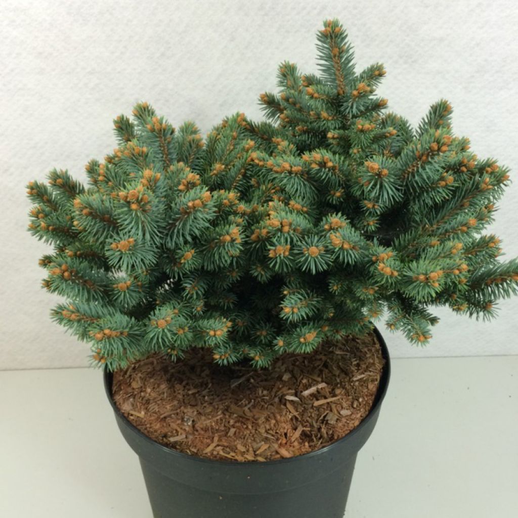 Picea pungens Thuem - Blue Spruce