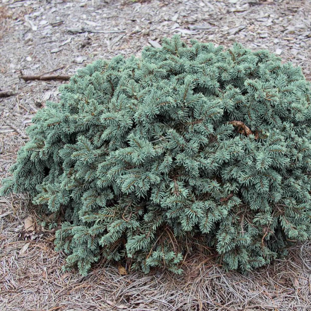 Picea pungens Waldbrunn - Epicea bleu