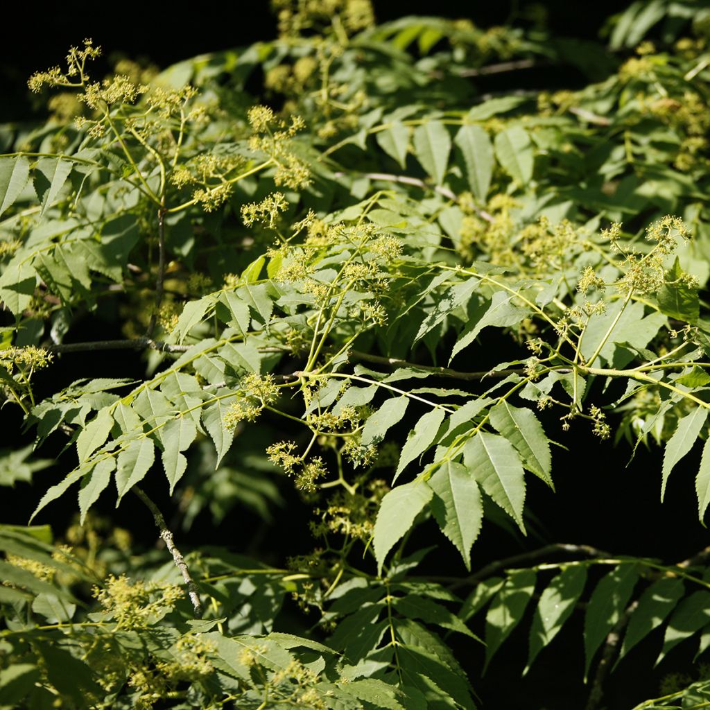 Picrasma quassioides - Quassia