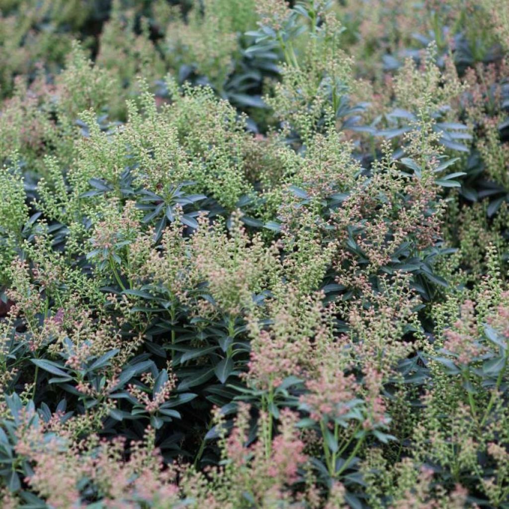 Pieris japonica Debutante - Japanese Andromeda