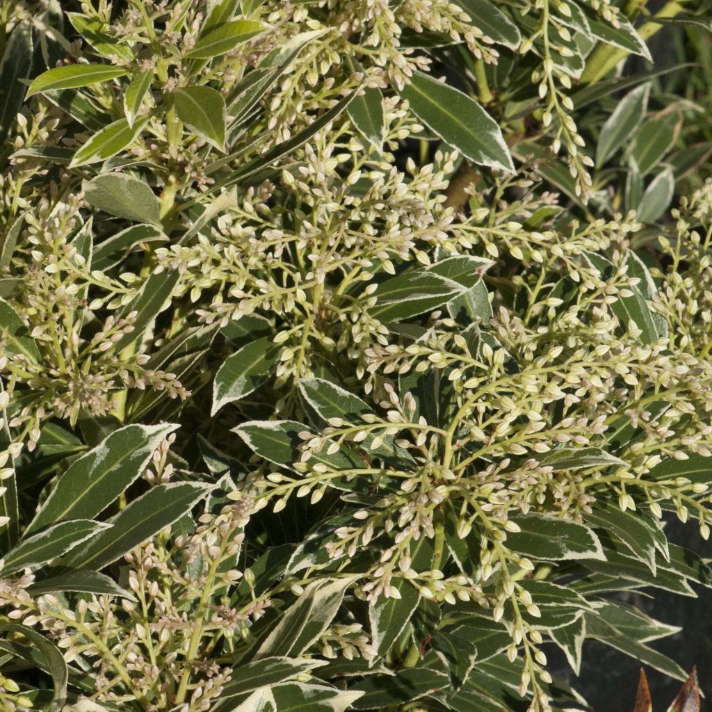 Pieris japonica Flaming Silver - Japanese Andromeda