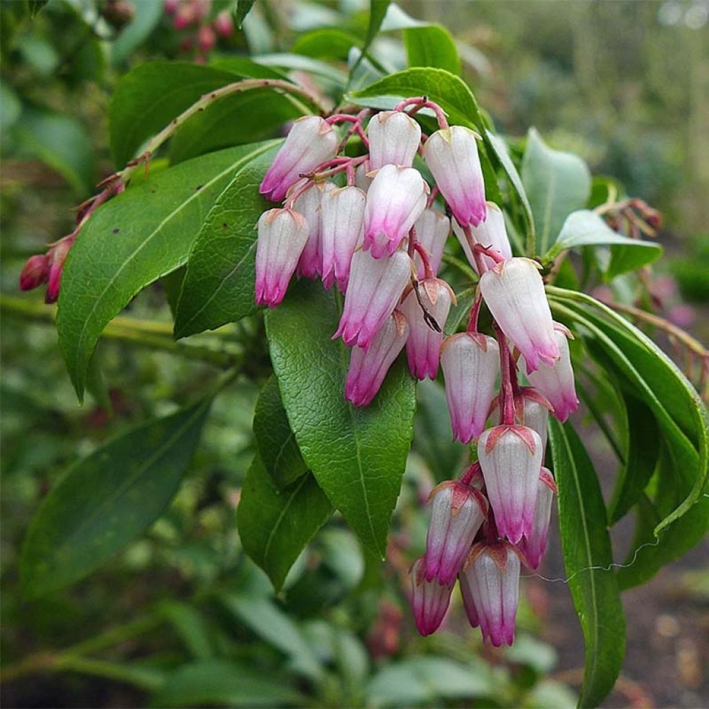 Pieris japonica Christmas Cheer - Japanese Andromeda