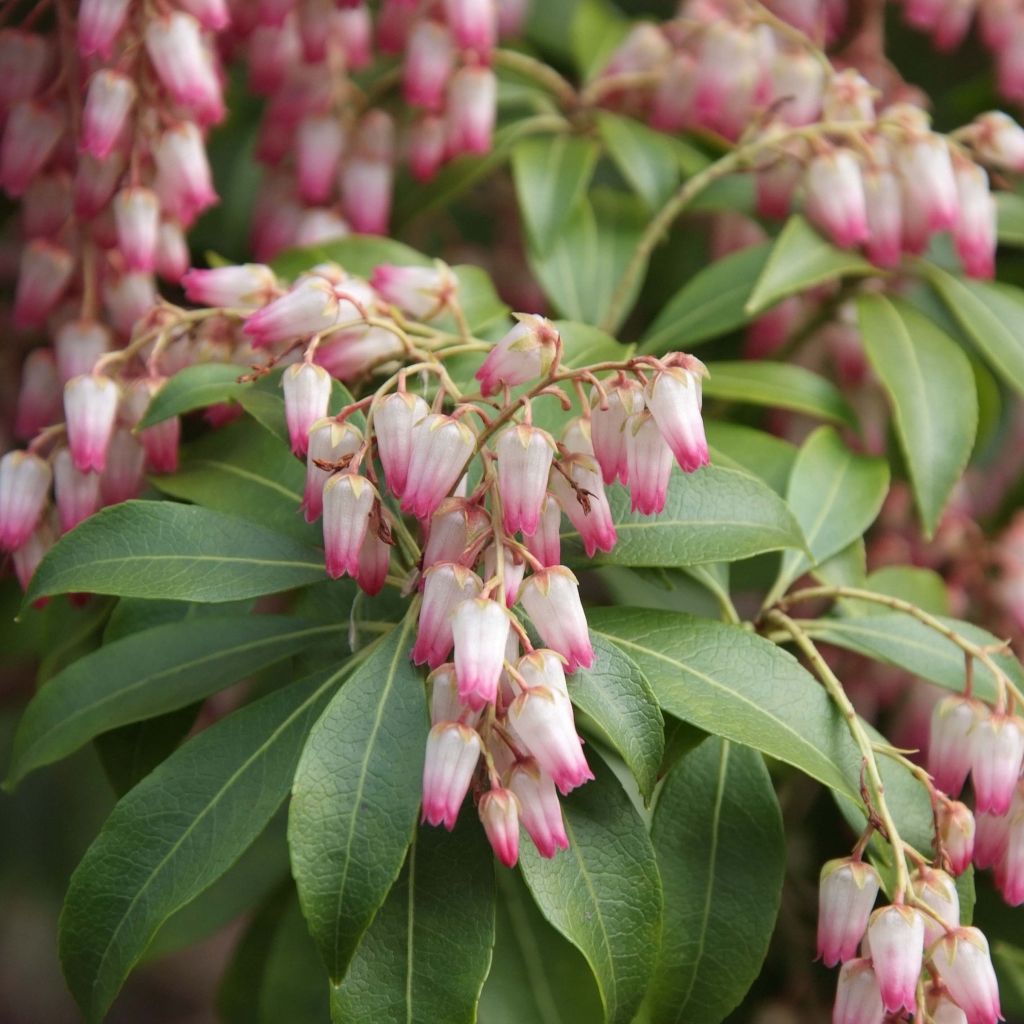 Pieris japonica Christmas Cheer - Japanese Andromeda