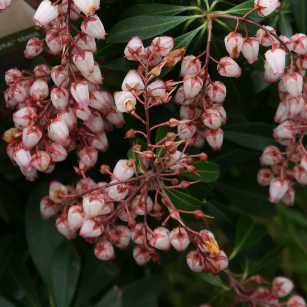 Pieris japonica Katsura - Japanese Andromeda