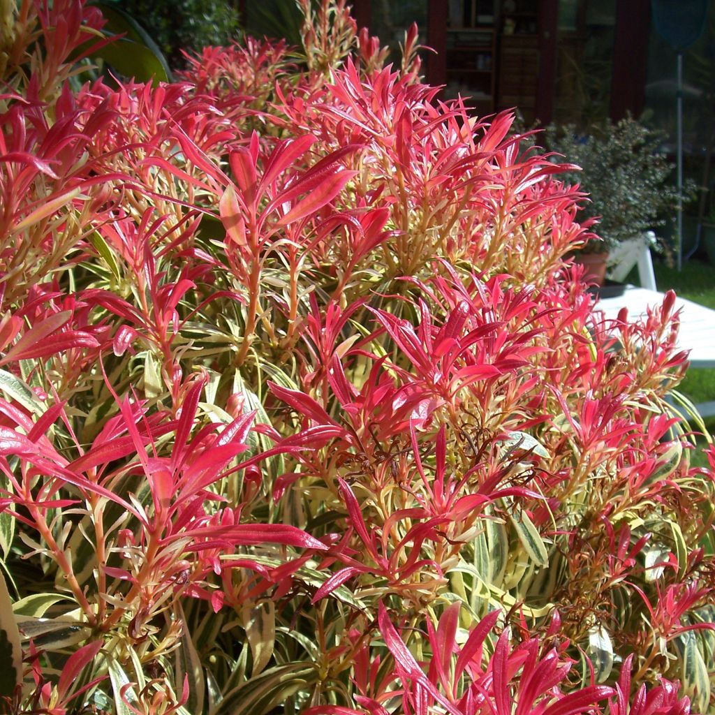 Pieris japonica Little Heath - Japanese Andromeda