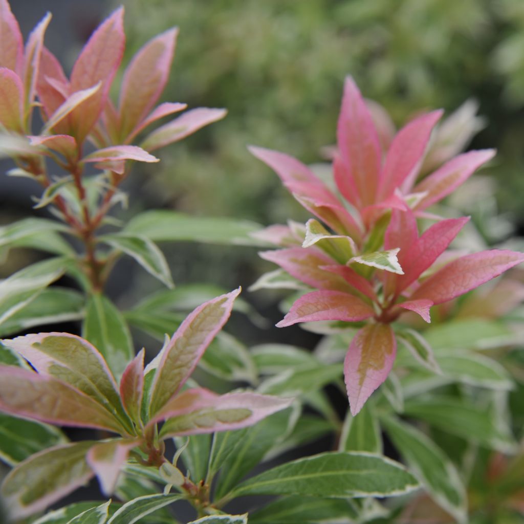 Pieris japonica Little Heath - Japanese Andromeda
