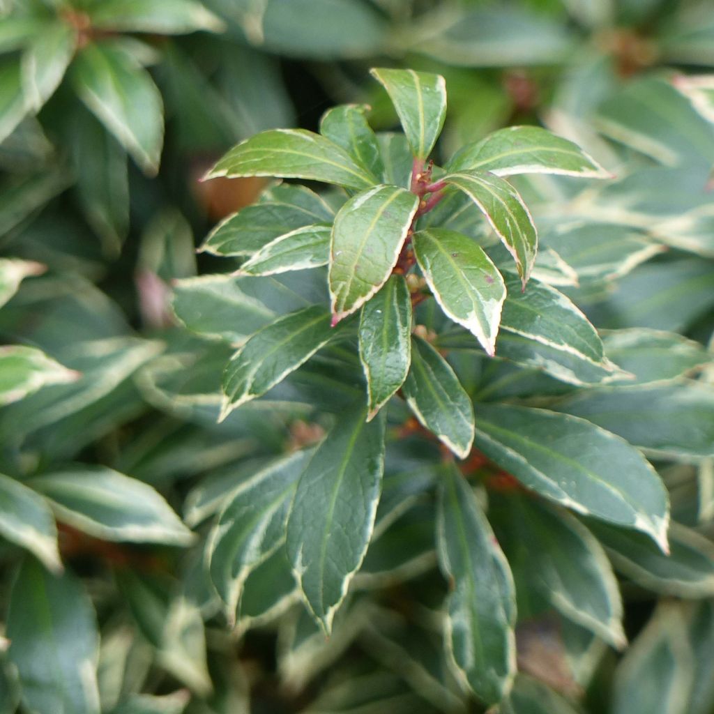 Pieris japonica Little Heath Variegata - Japanese Andromeda