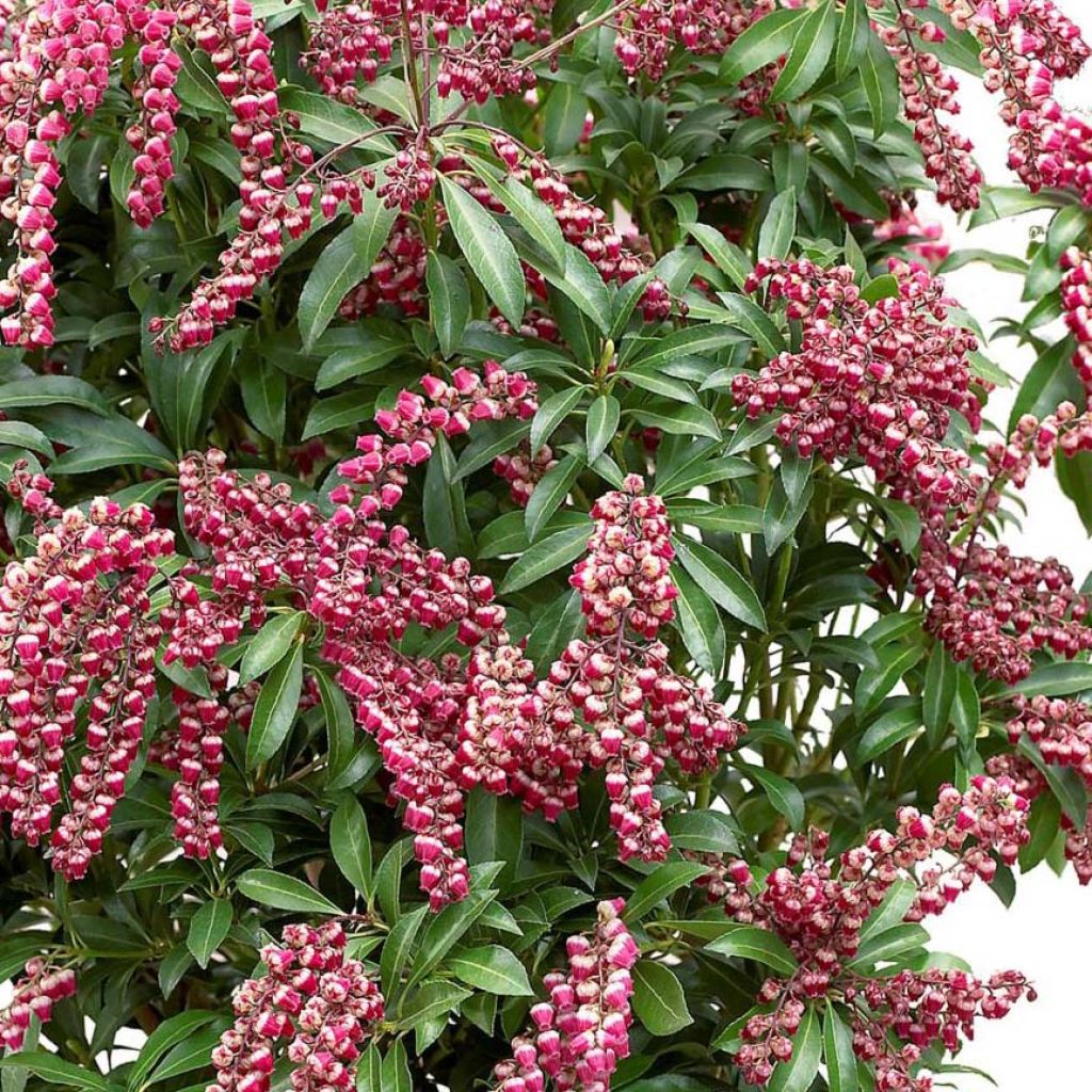 Pieris japonica Passion - Japanese Andromeda