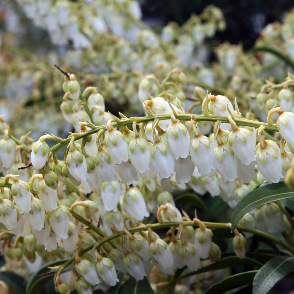 Pieris japonica Purity - Japanese Andromeda