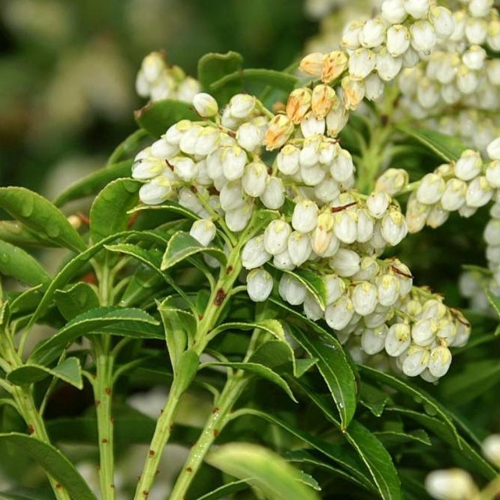 Pieris japonica Sarabande - Japanese Andromeda