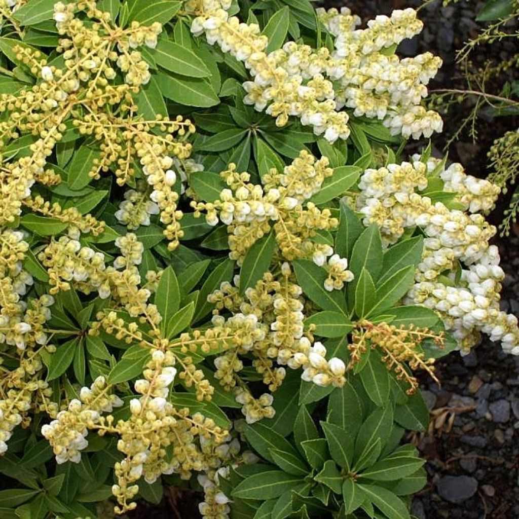 Pieris japonica Sarabande - Japanese Andromeda