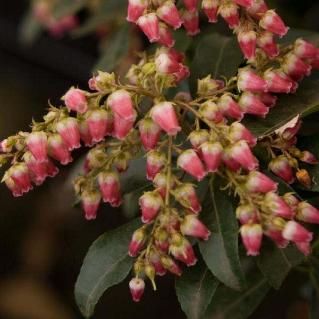 Japanese Andromeda - Pieris Japonica Valley Valentine