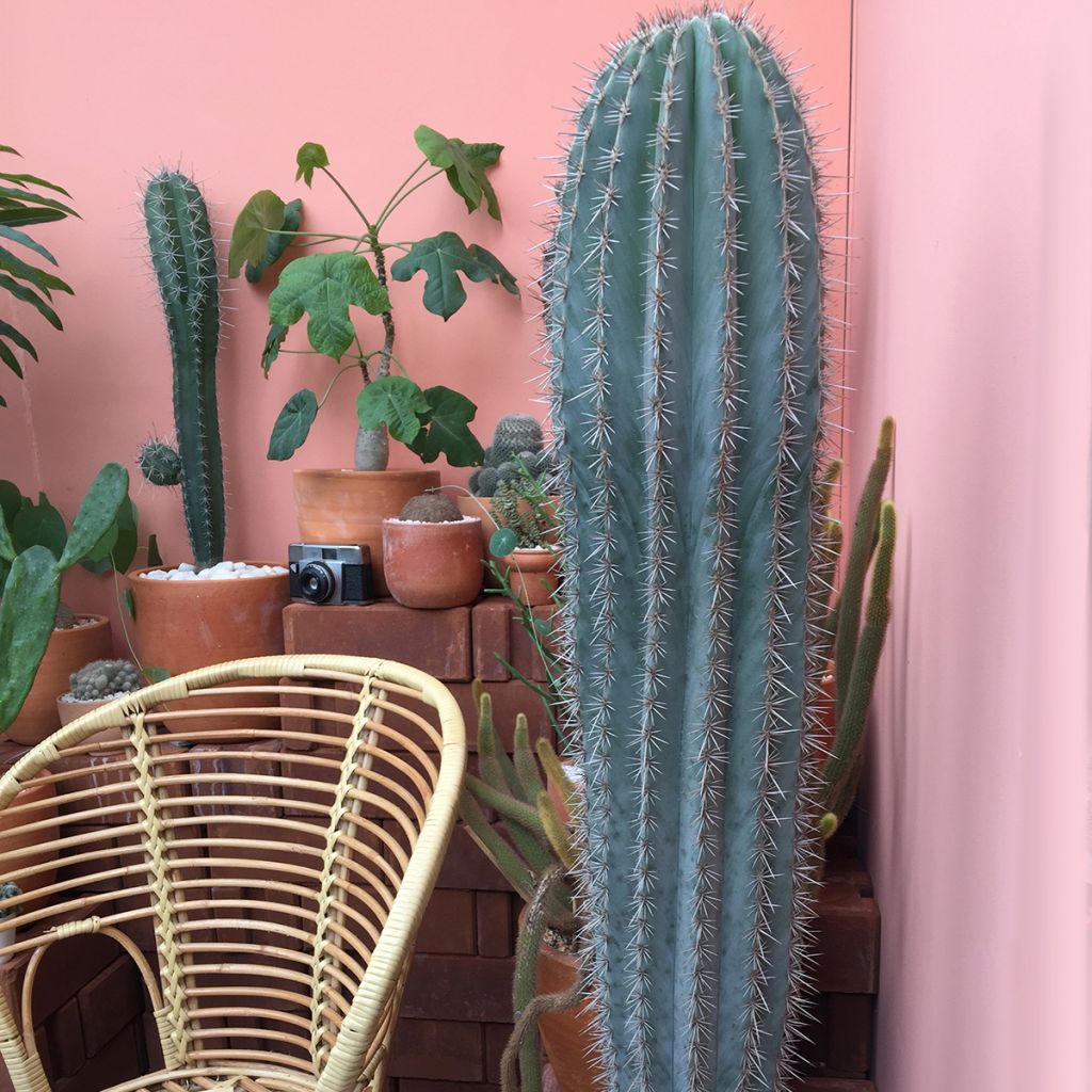 Pilosocereus pachycladus subsp. pachycladus - Blue Torch Cactus