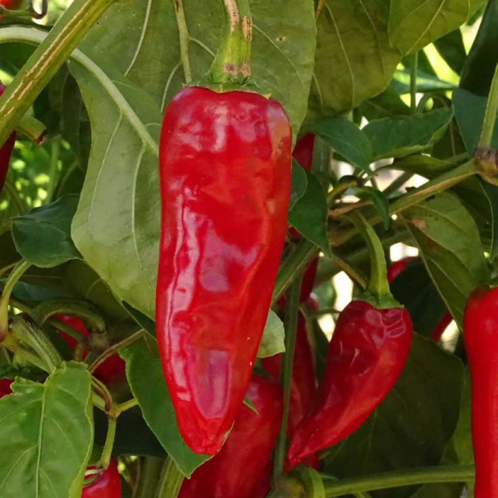 Organic Gorria Pepper plugs - Capsicum frutescens