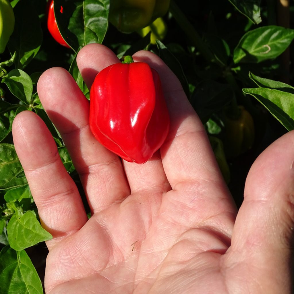 Chilli Pepper Habanero