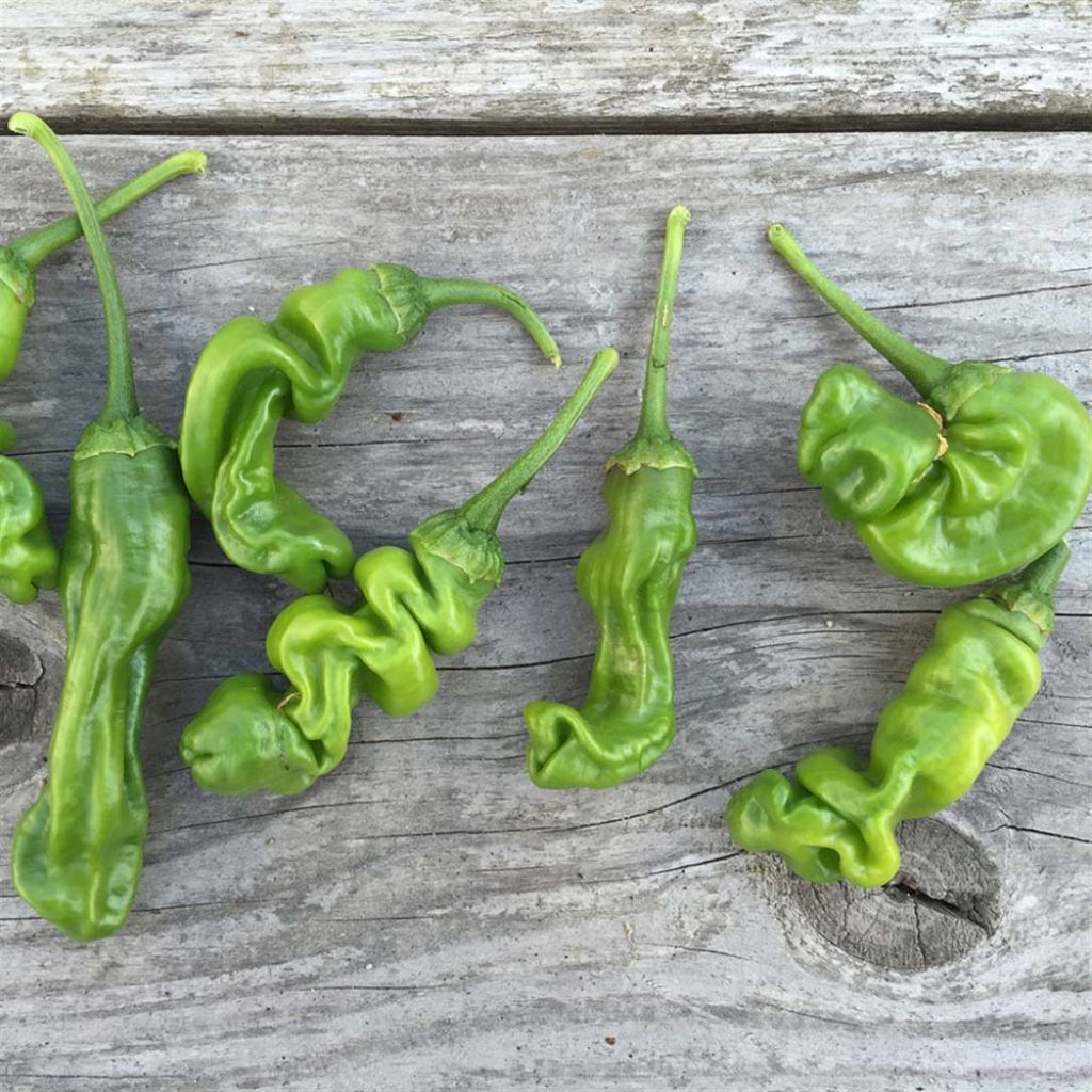 Peter Pepper Chilli - Ferme de Sainte Marthe untreated seeds