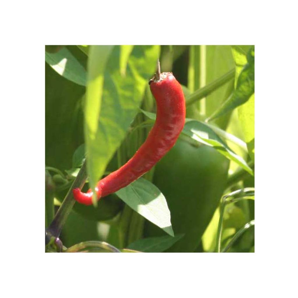 Cayenne Pepper