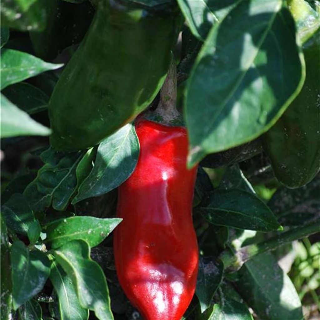 Chilli Pepper Piment de la Bresse - Ferme de Sainte Marthe Seeds