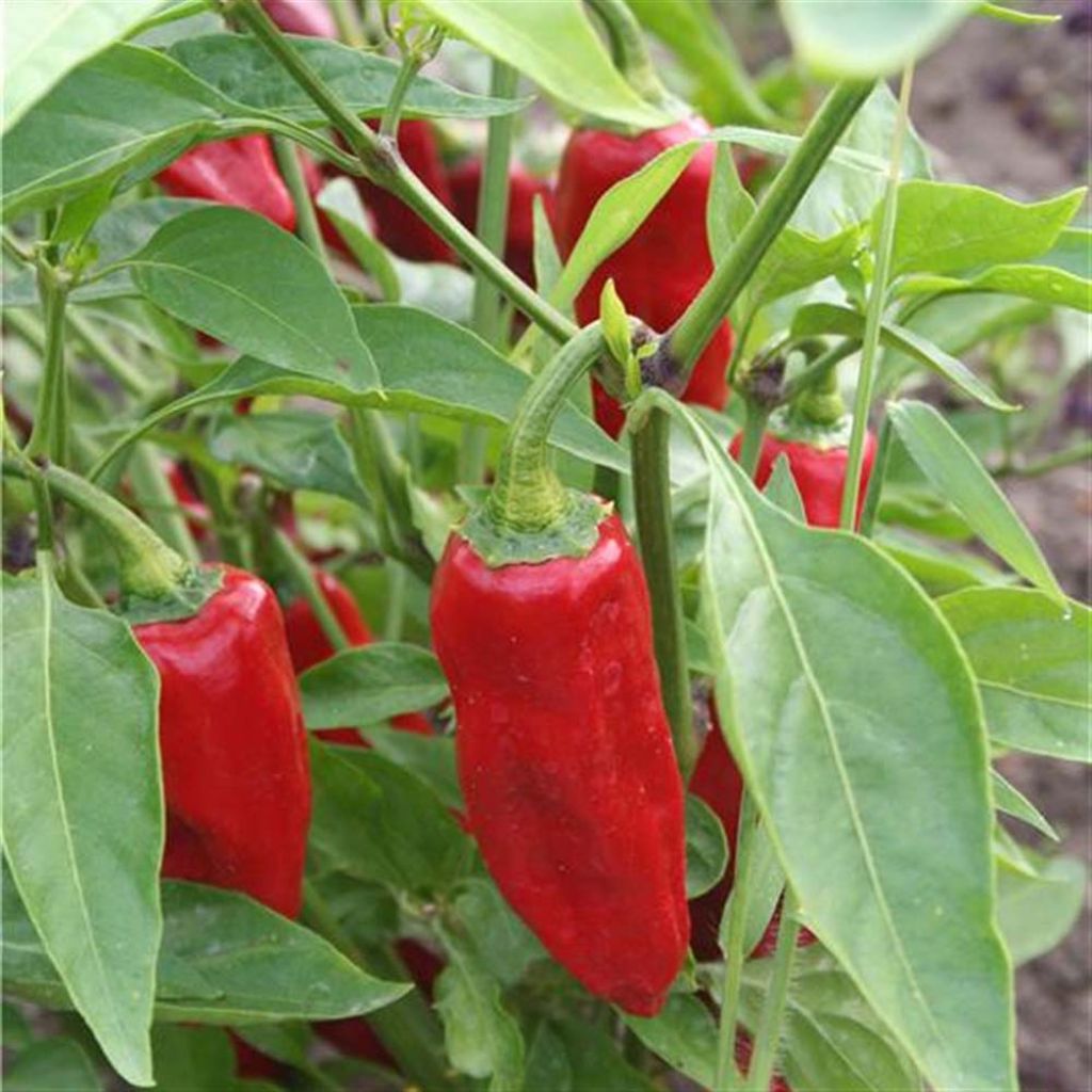 Chilli Pepper Piment de la Bresse - Ferme de Sainte Marthe Seeds