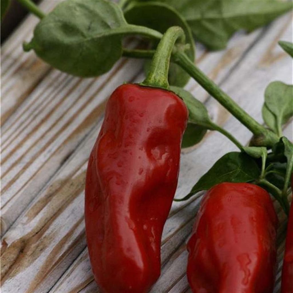 Chilli Pepper Piment de la Bresse - Ferme de Sainte Marthe Seeds