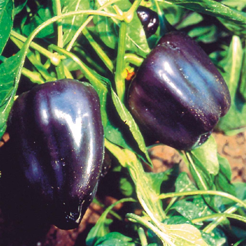 Purple Chilli Pepper - Ferme de Ste Marthe Seeds