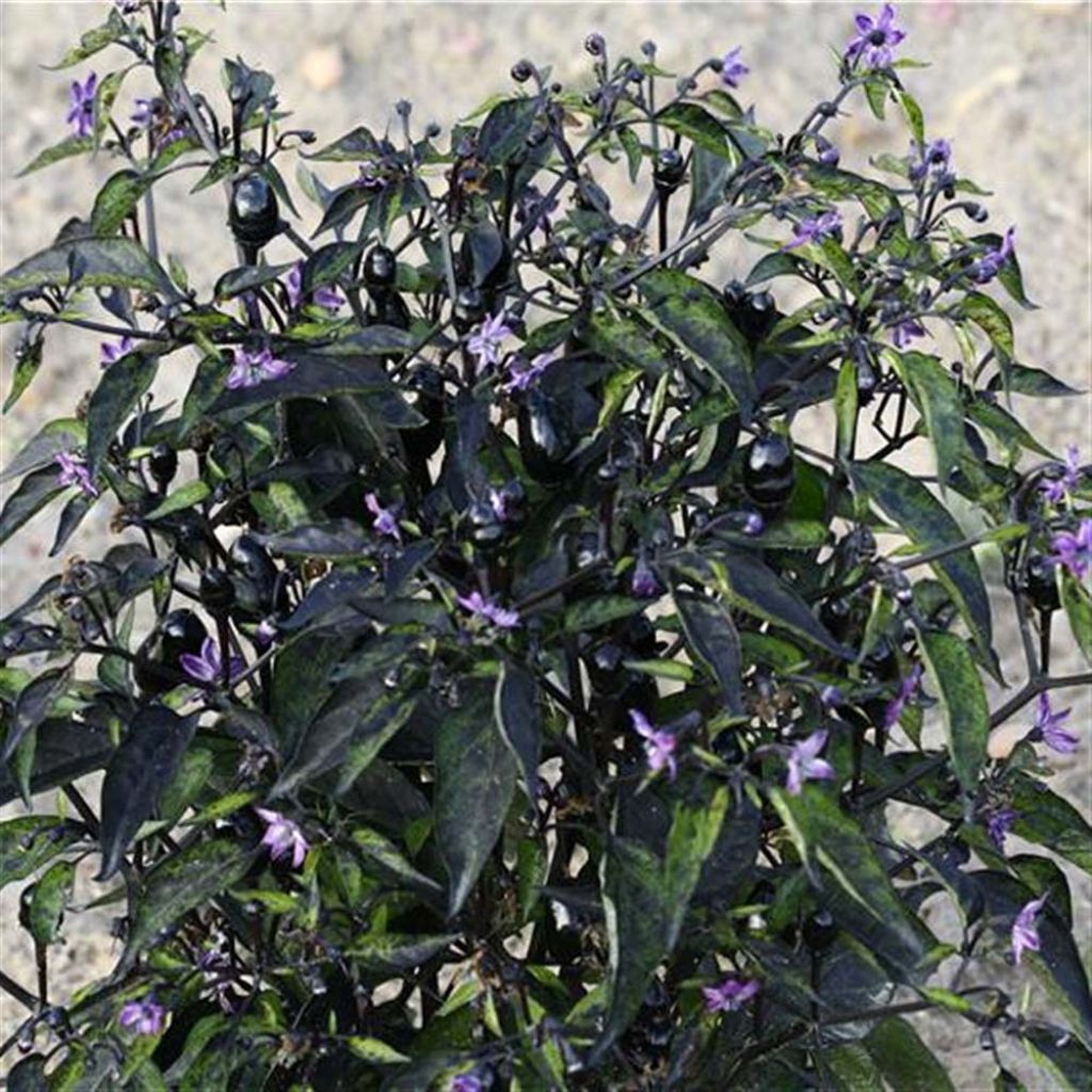 Purple Chilli Pepper - Ferme de Ste Marthe Seeds