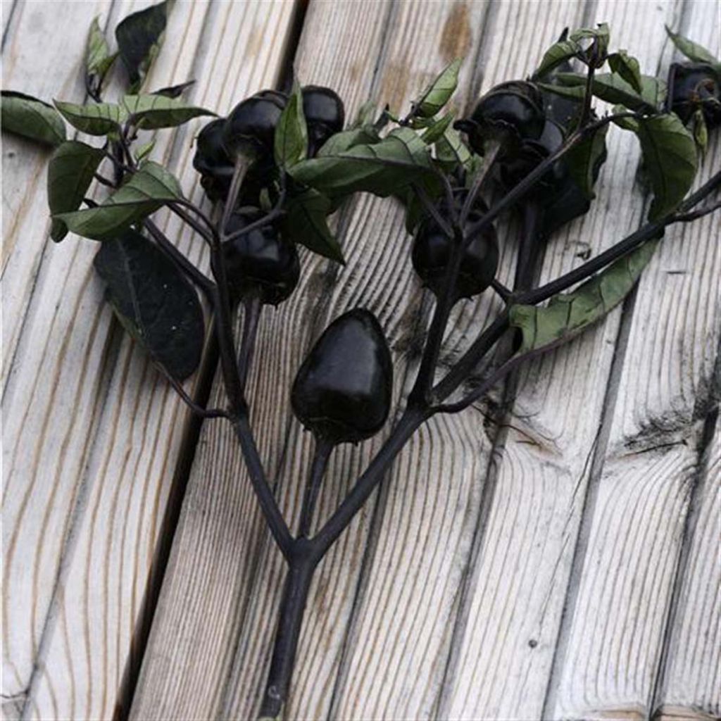 Purple Chilli Pepper - Ferme de Ste Marthe Seeds