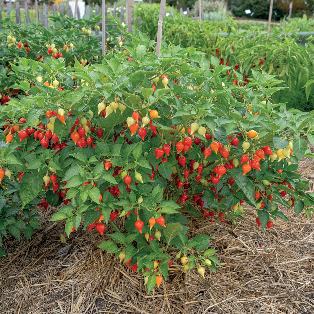 Biquinho, Button Red - Capsicum frutescens