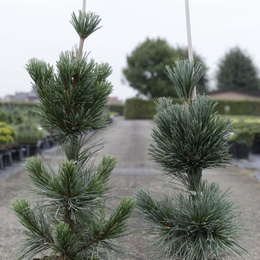 Pinus flexilis Vanderwolfs Pyramid -Felxible Pine
