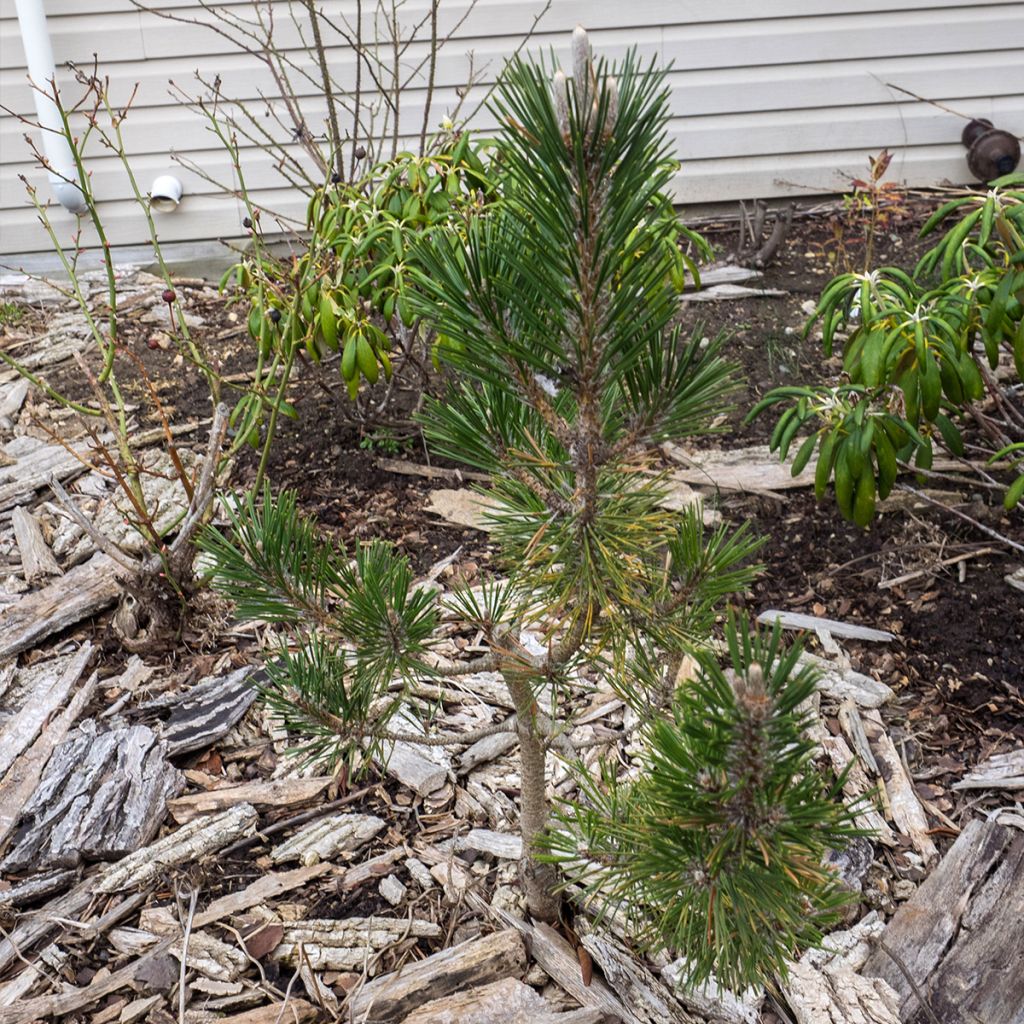 Pinus thunbergii Kotobuki - Japanese Black Pine