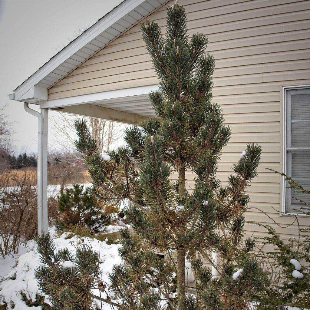 Pinus thunbergii Kotobuki - Japanese Black Pine