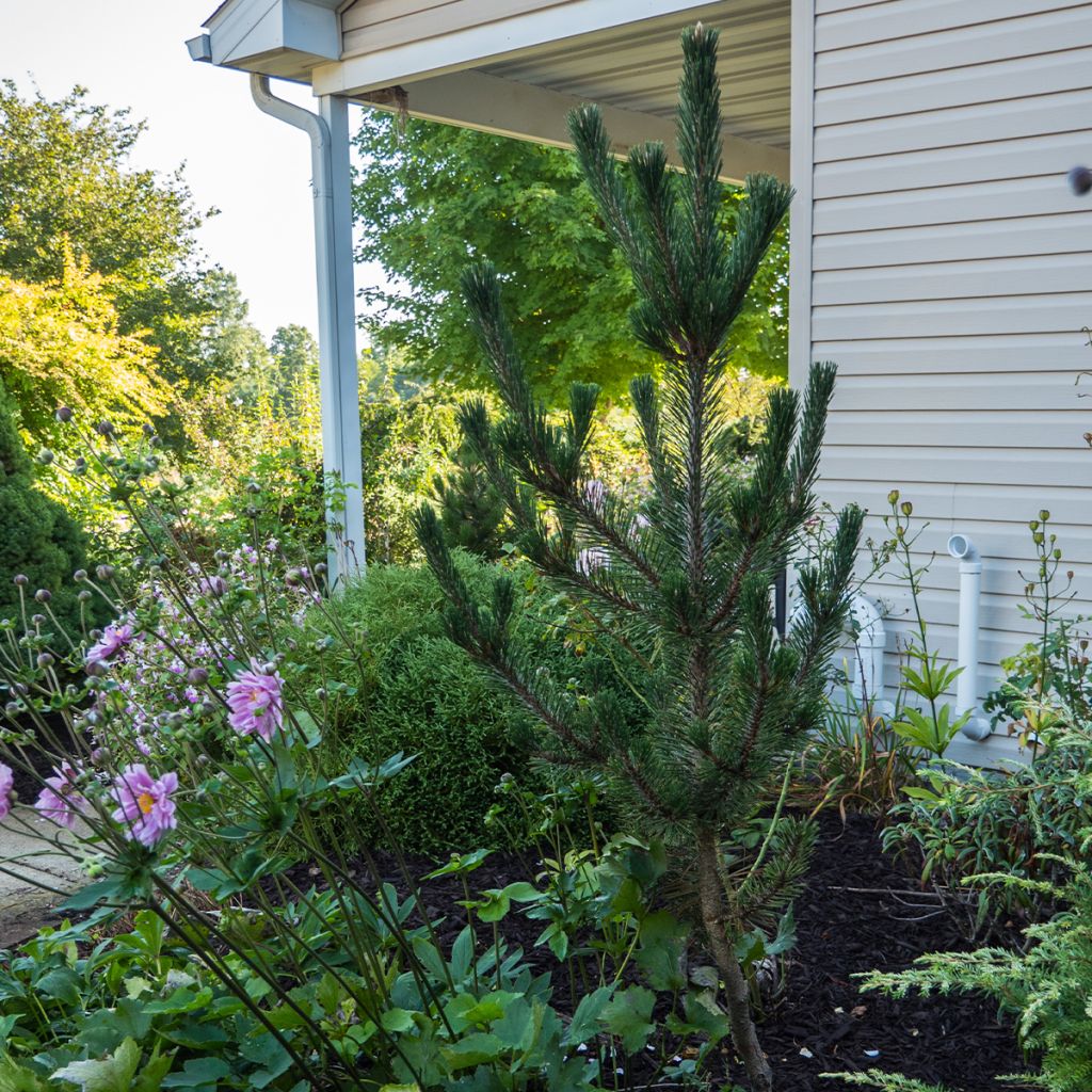 Pinus thunbergii Kotobuki - Japanese Black Pine