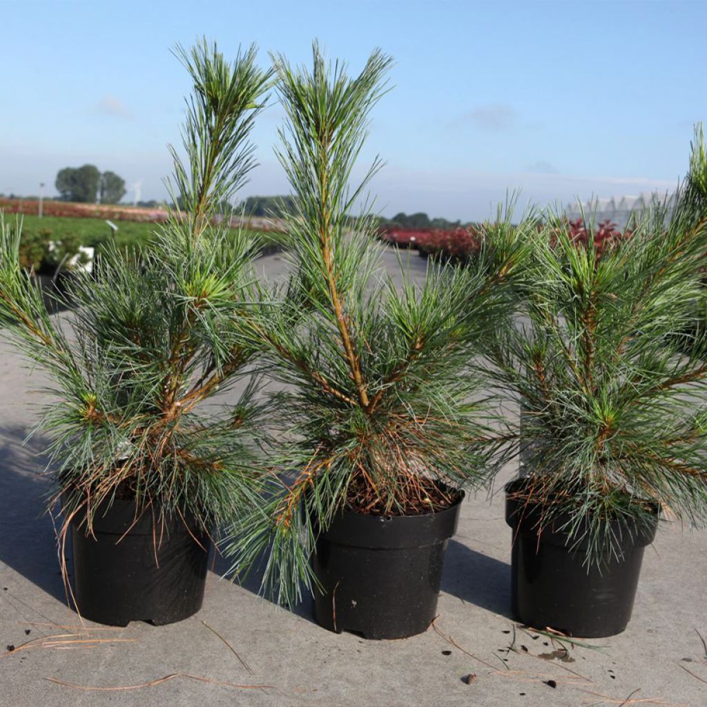 Pinus strobus Blue Shag - Eastern White Pine