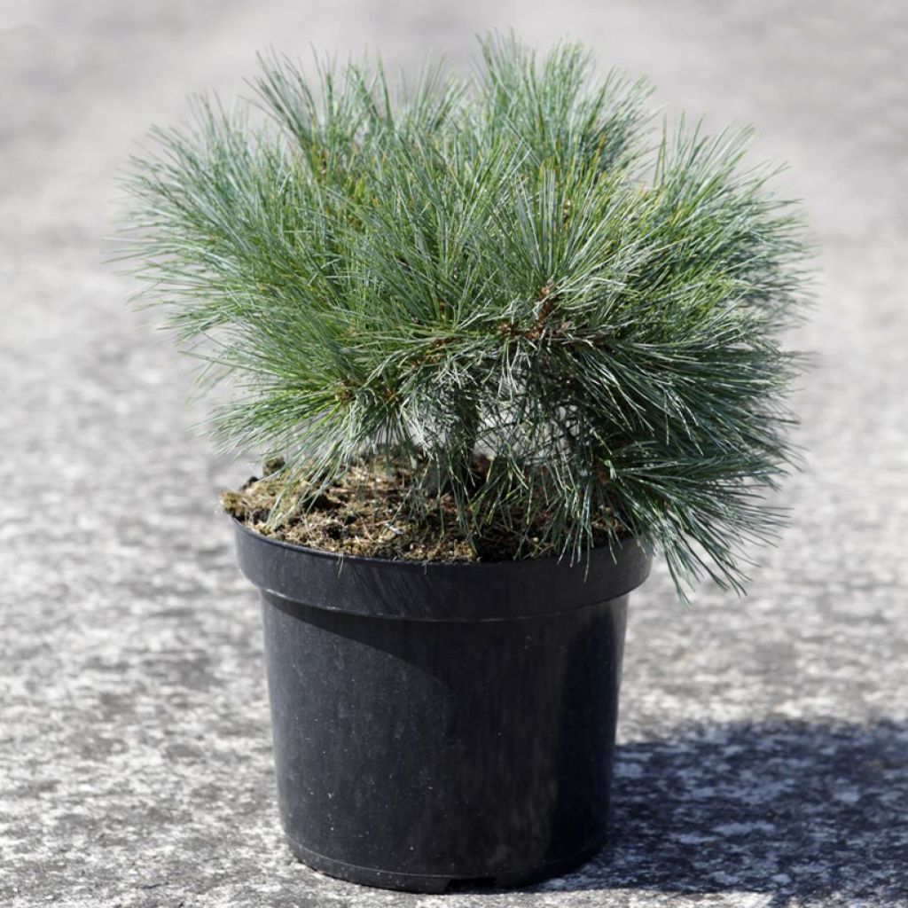Pinus strobus Blue Shag - Eastern White Pine