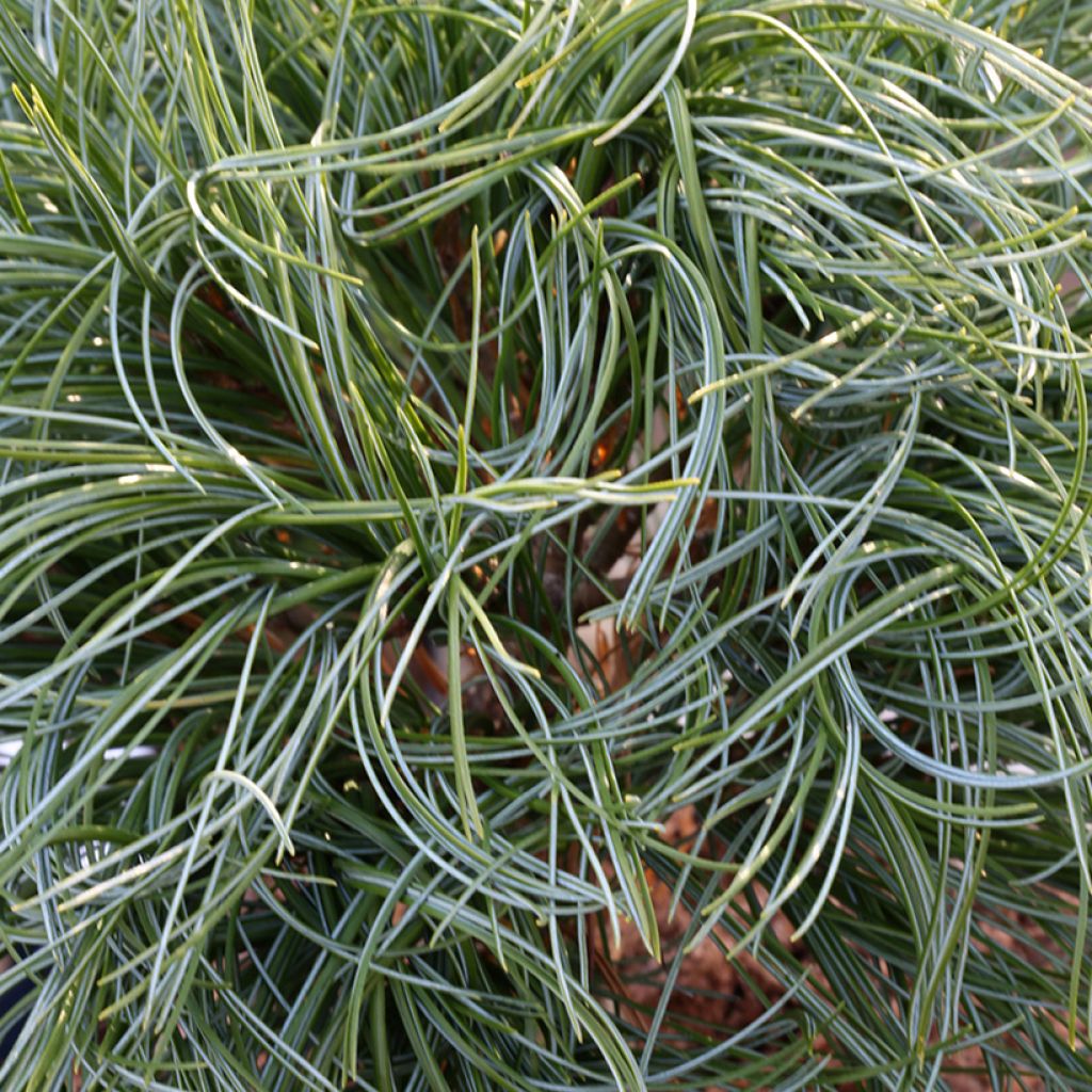 Pinus strobus Green Twist - Eastern White Pine
