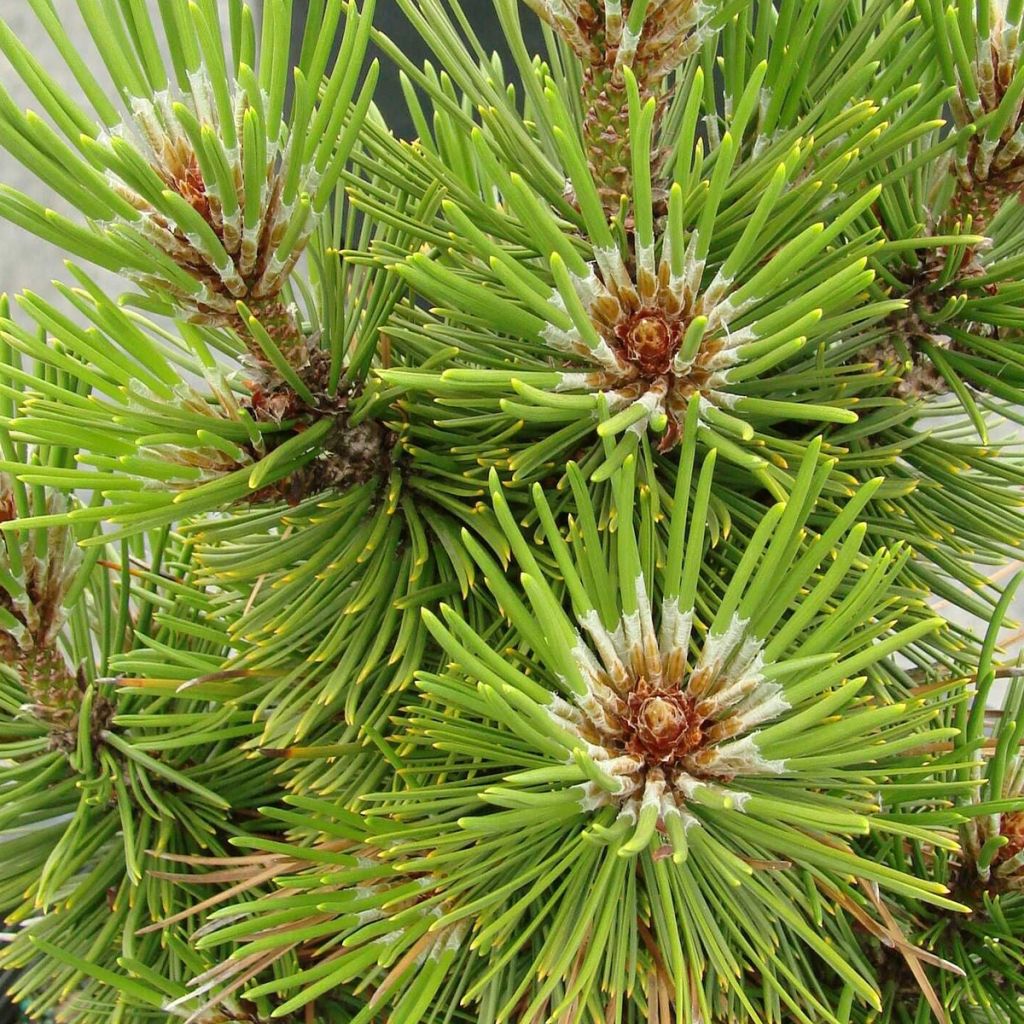 Pinus leucodermis Compact Gem