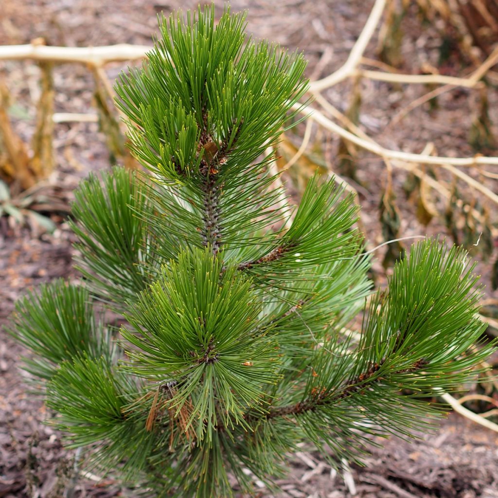 Pinus leucodermis Compact Gem