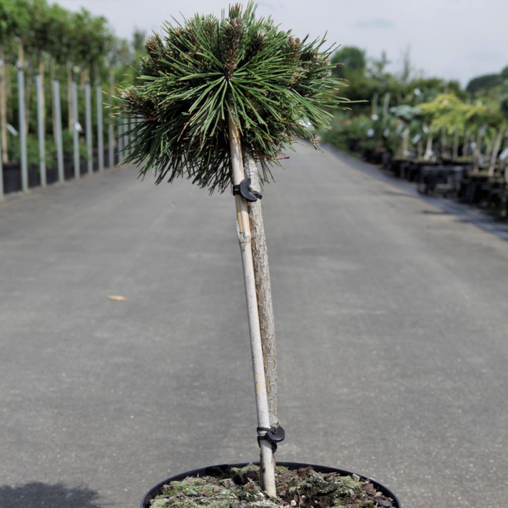 Pinus mugo Benjamin - Dwarf Mountain Pine