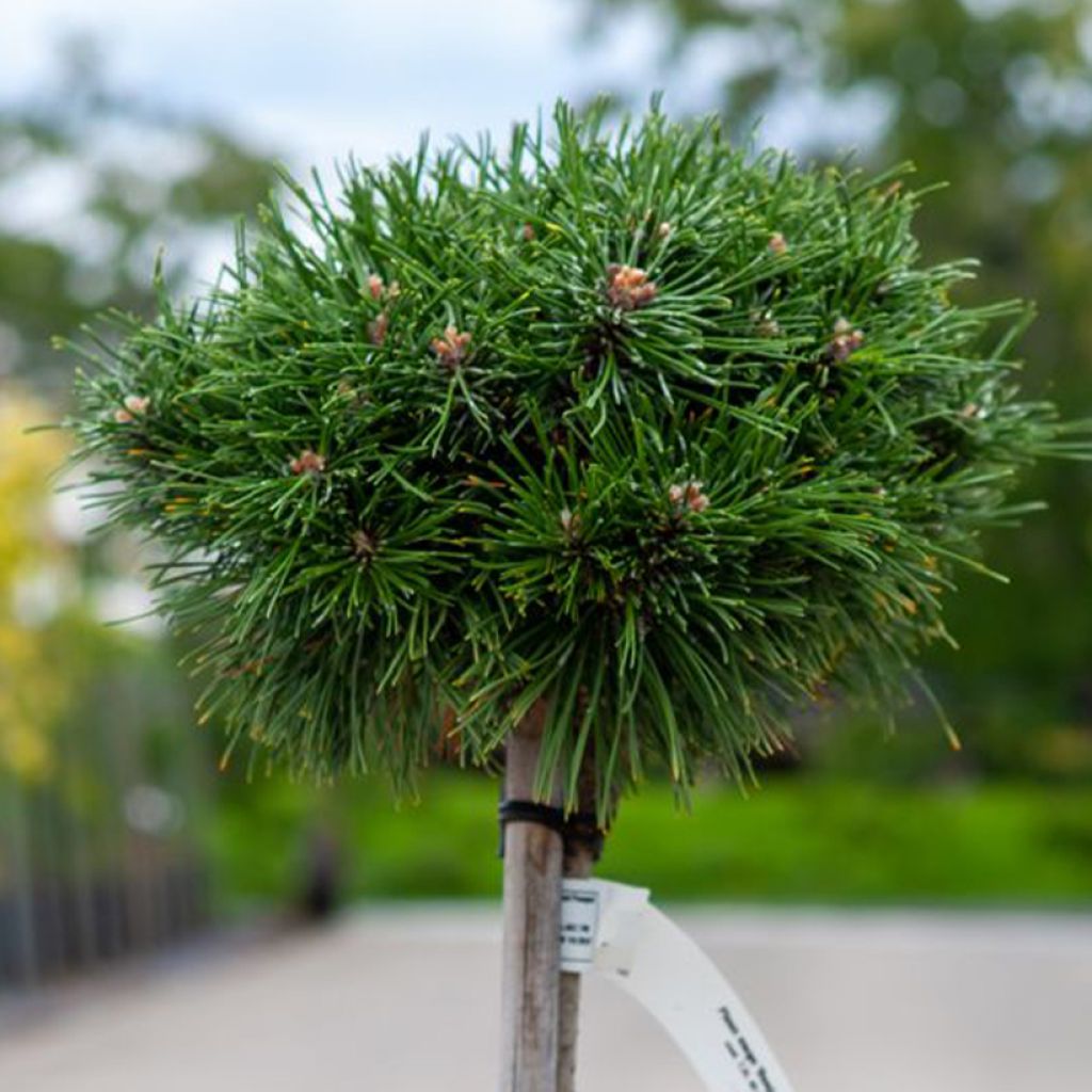 Pinus mugo Benjamin - Dwarf Mountain Pine