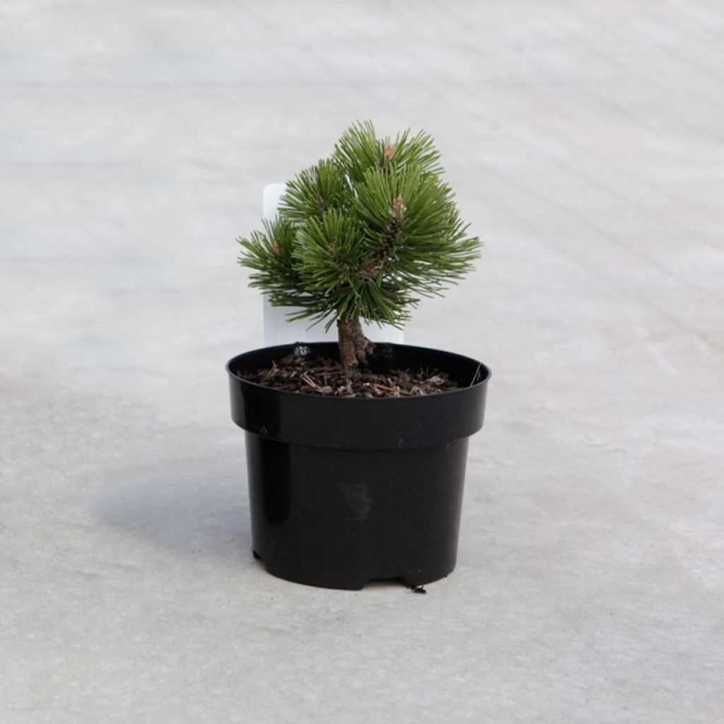 Pinus mugo Mumpitz - Dwarf Mountain Pine