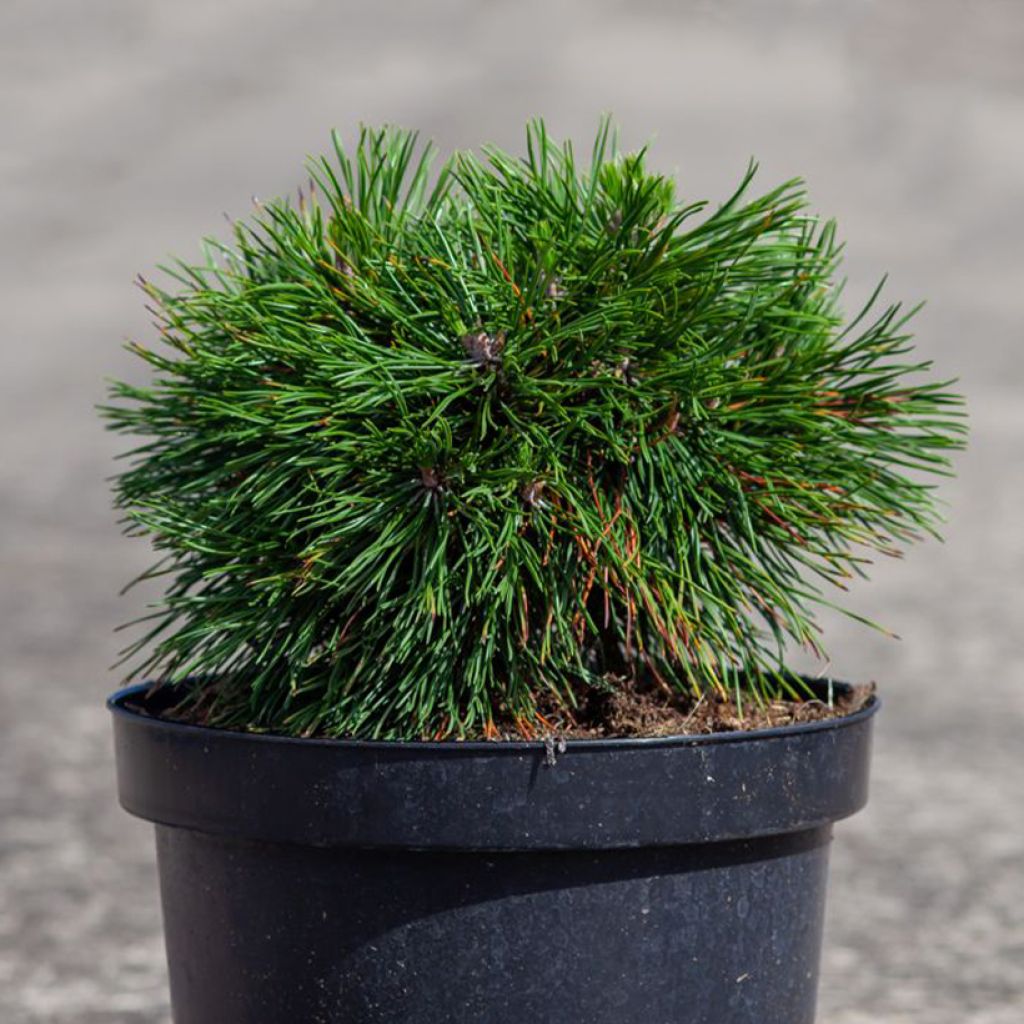 Pinus mugo Varella - Dwarf Mountain Pine